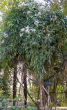 Clematis armandii. Цветущее растение. Испания, г. Мадрид, Королевский ботанический сад, в культуре. 18.04.2018.