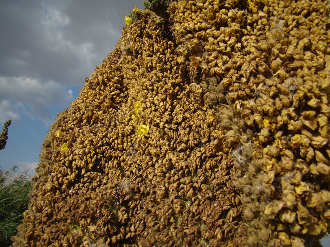 Изображение особи Verbascum thapsus.