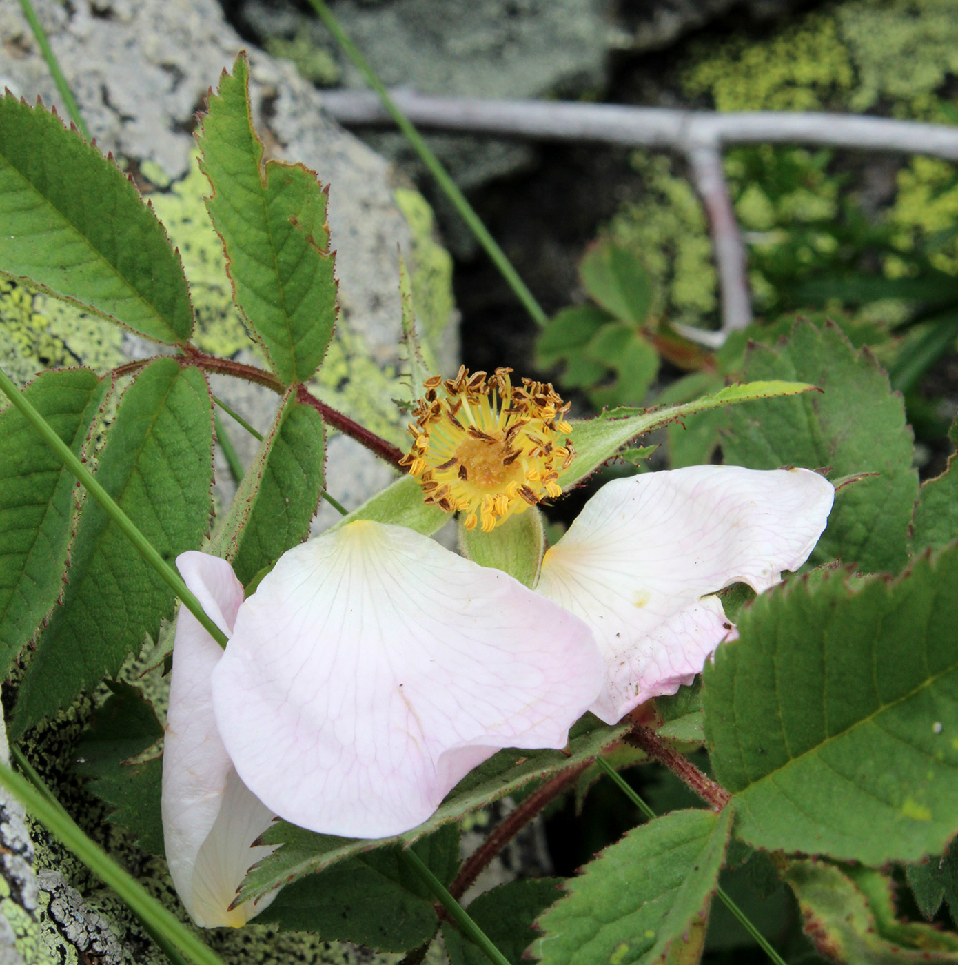 Image of genus Rosa specimen.