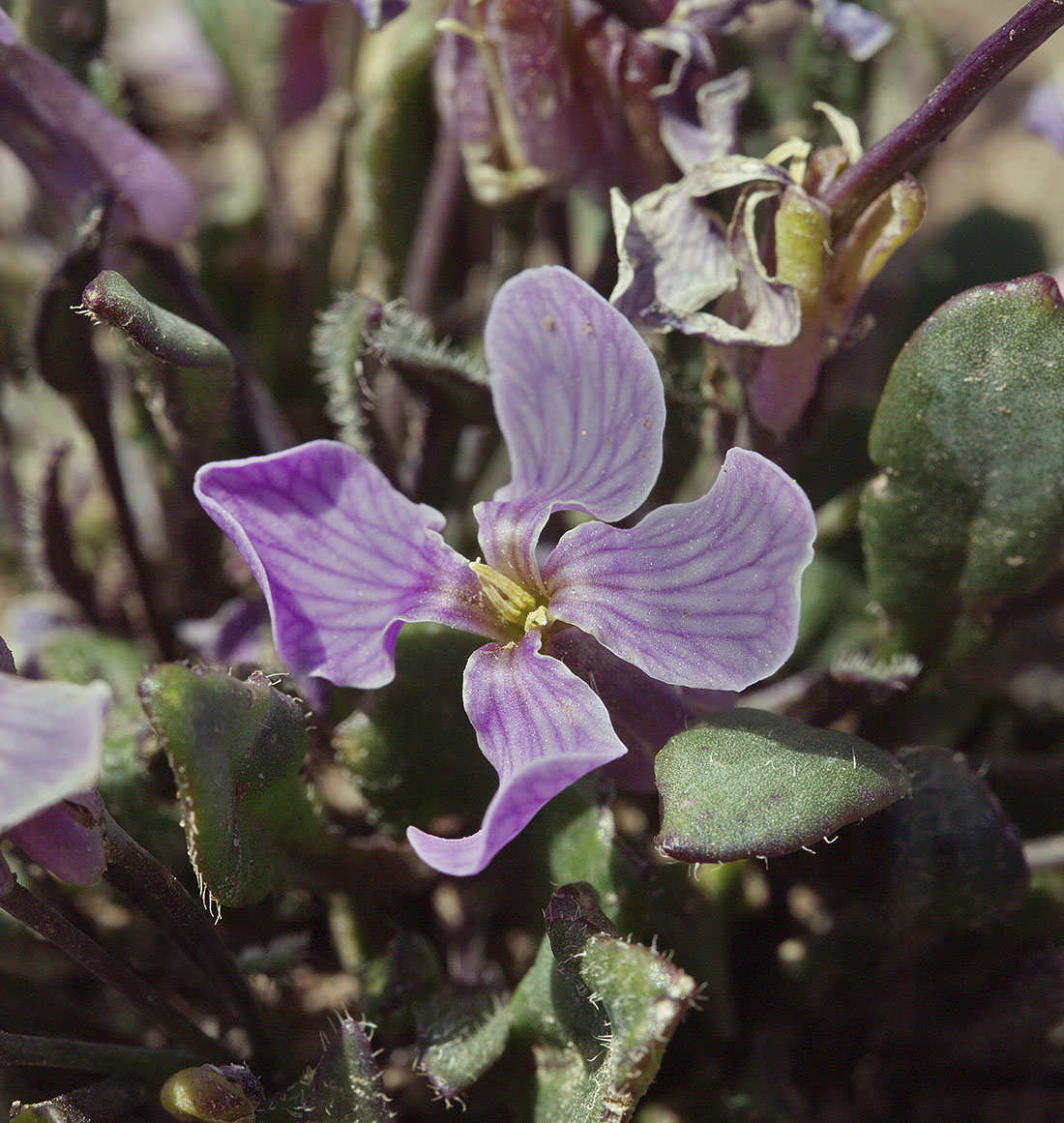 Image of genus Leiospora specimen.