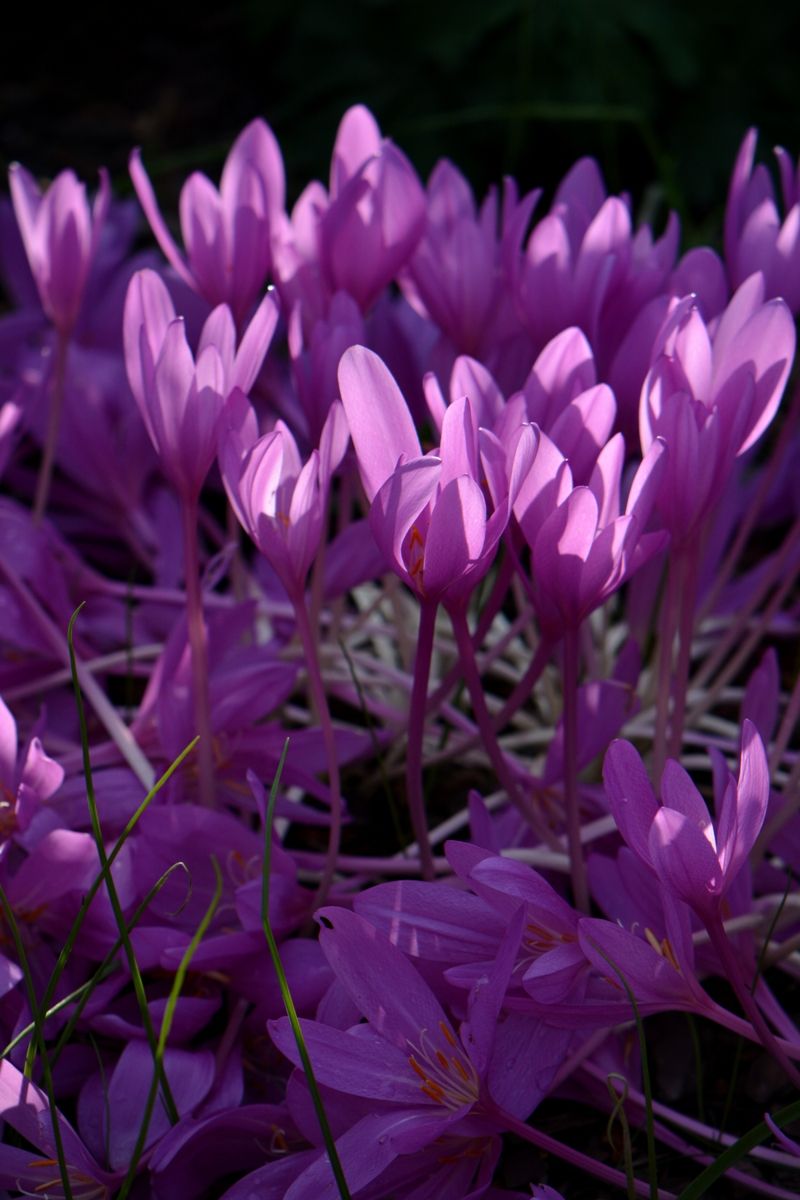 Image of Colchicum &times; byzantinum specimen.