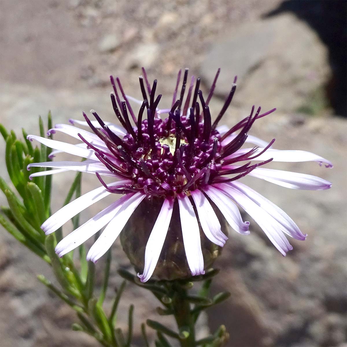 Image of Gypothamnium pinifolium specimen.