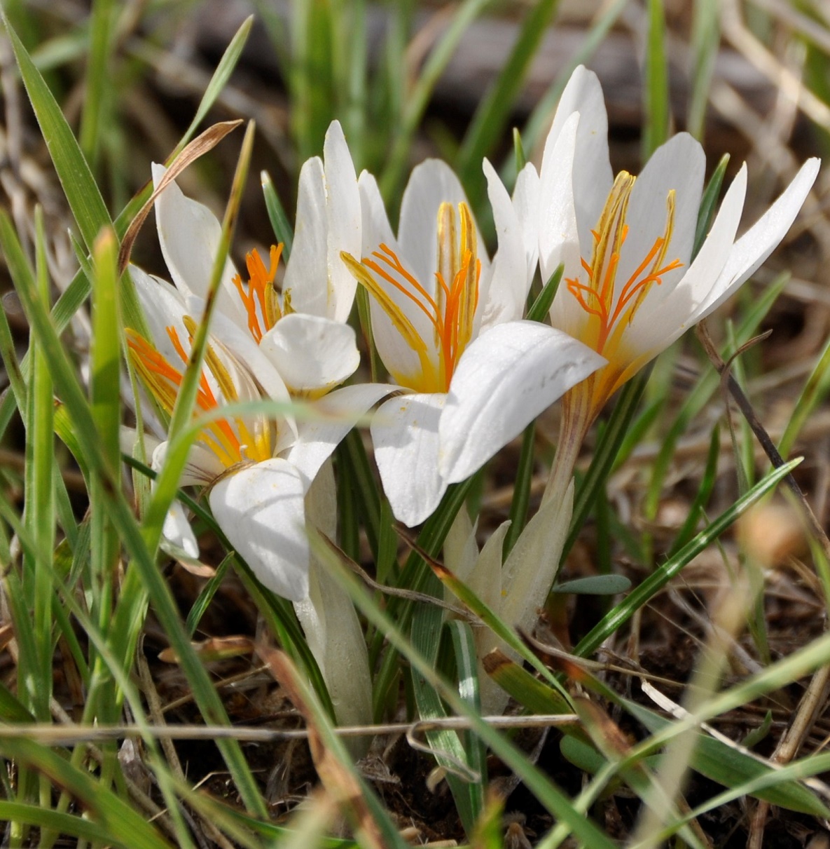 Image of Crocus veneris specimen.