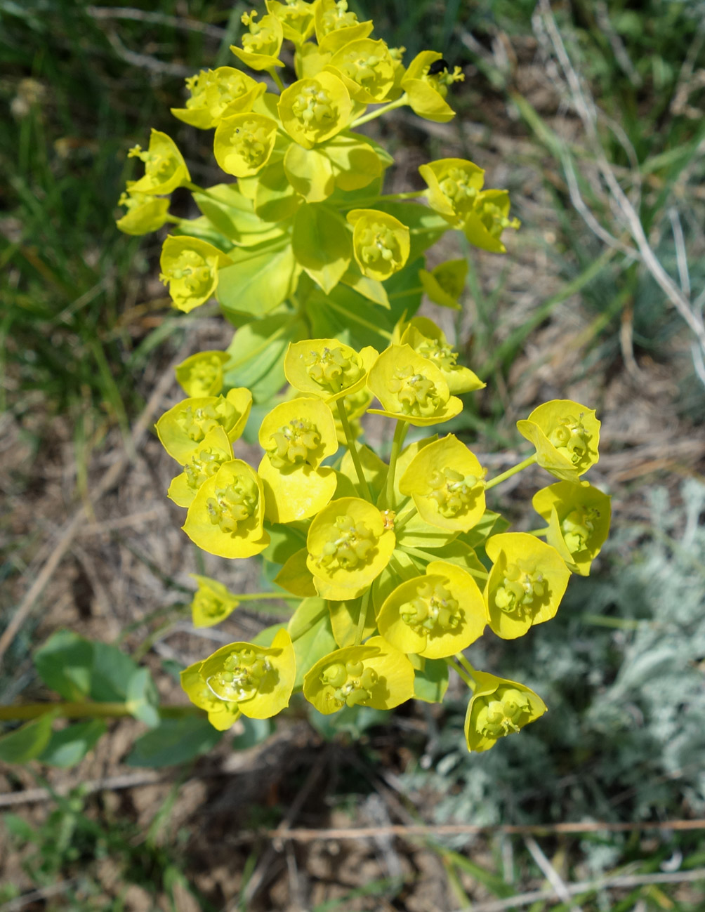 Изображение особи Euphorbia glomerulans.