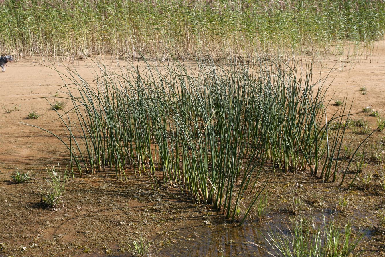 Image of Schoenoplectus lacustris specimen.