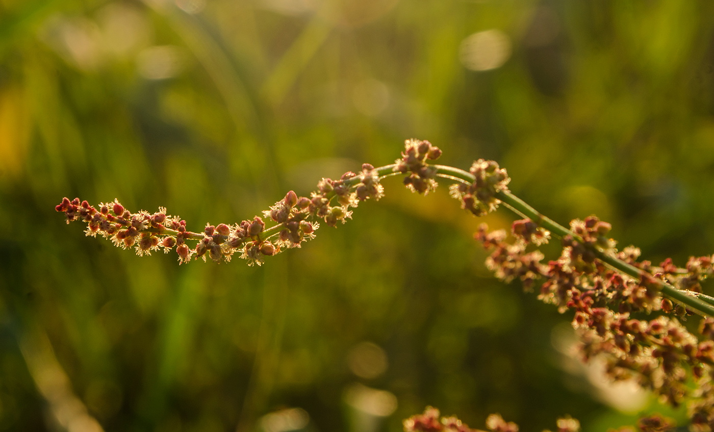 Image of Rumex acetosella specimen.