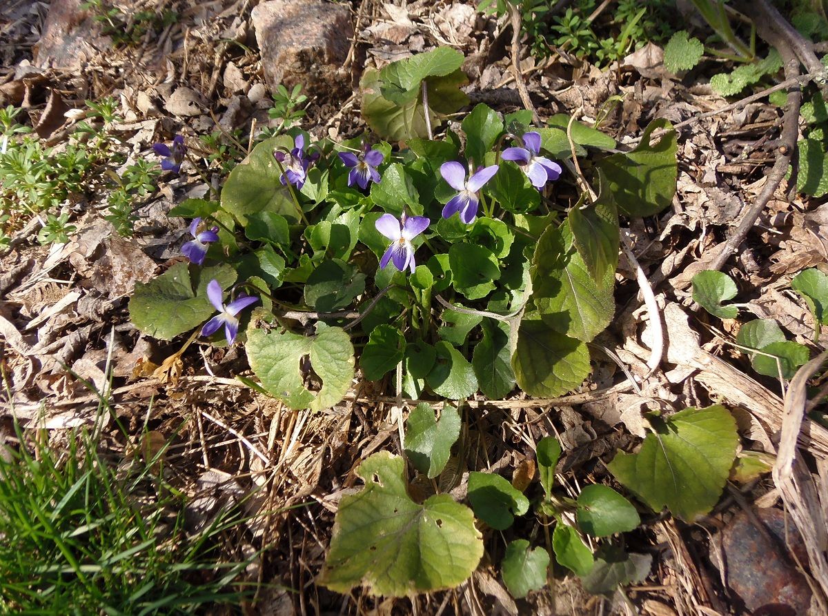 Image of Viola suavis specimen.