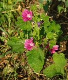 Malva mauritiana