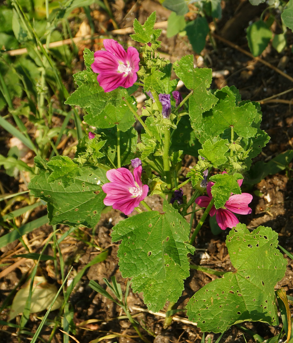 Image of Malva mauritiana specimen.