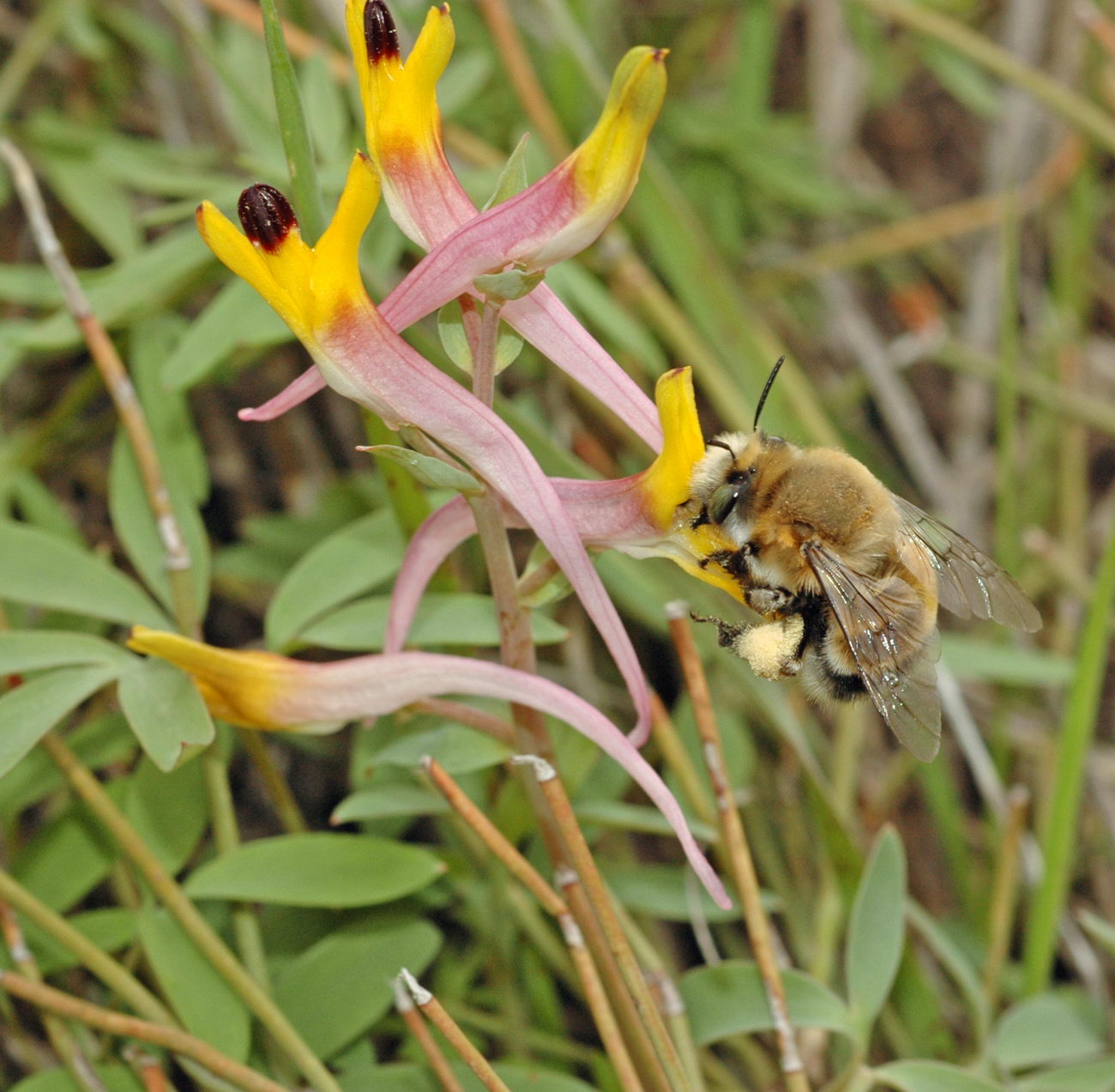 Image of Corydalis ainae specimen.