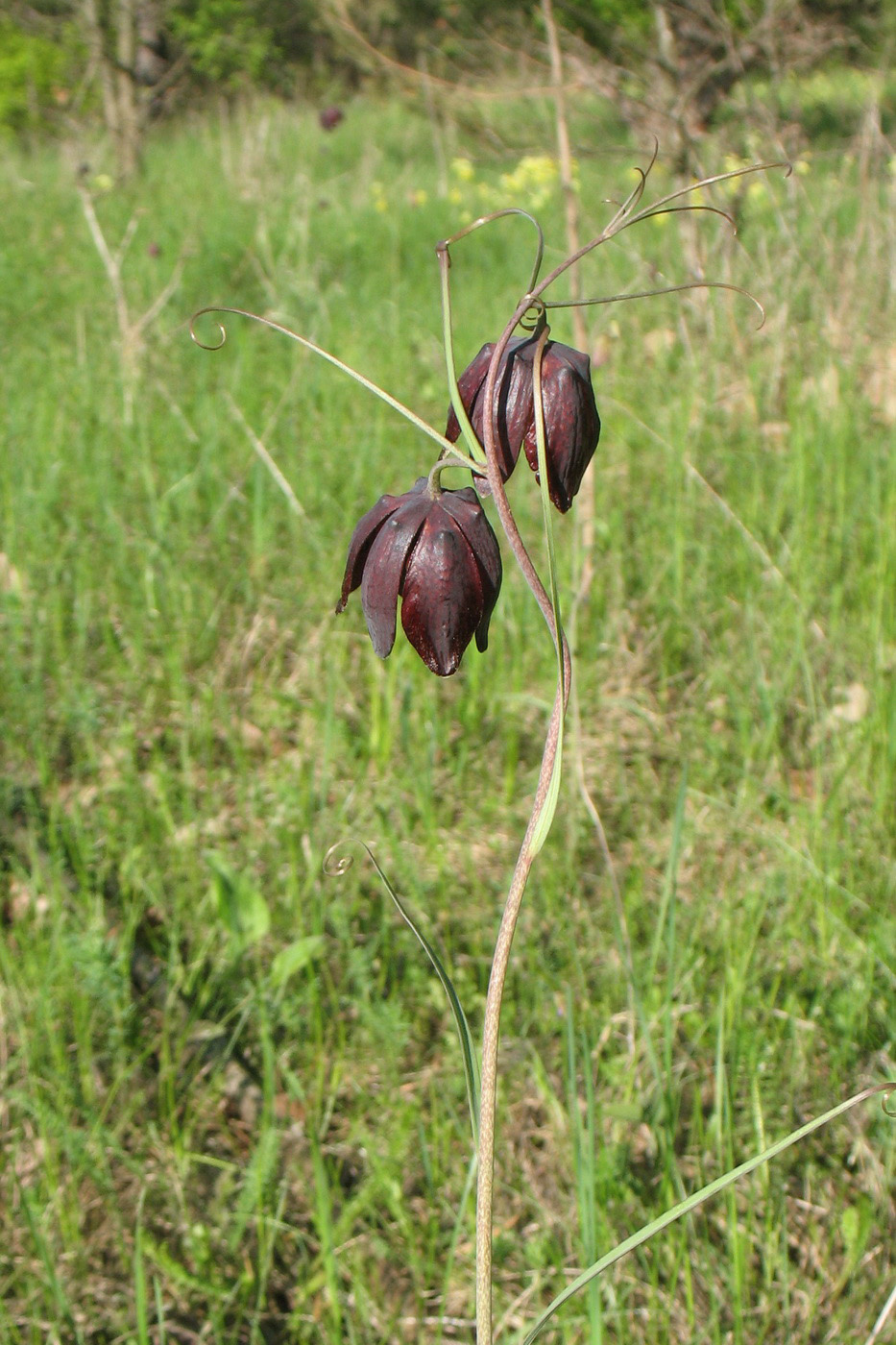 Изображение особи Fritillaria ruthenica.