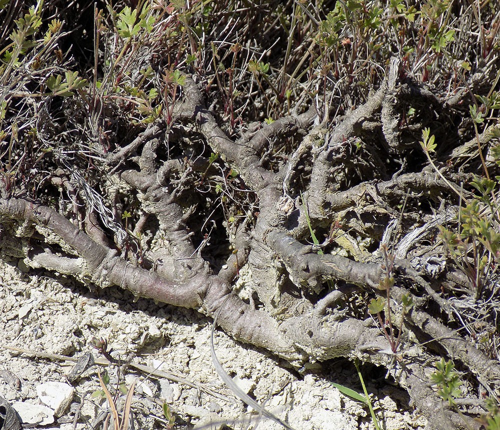 Image of Pimpinella tragium specimen.