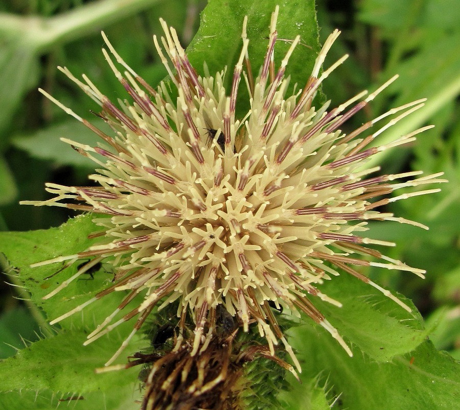 Image of Cirsium oleraceum specimen.