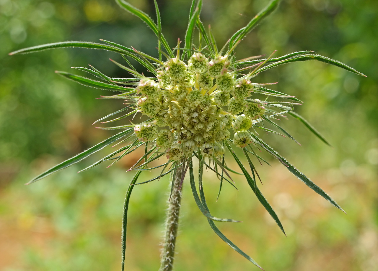 Изображение особи род Daucus.