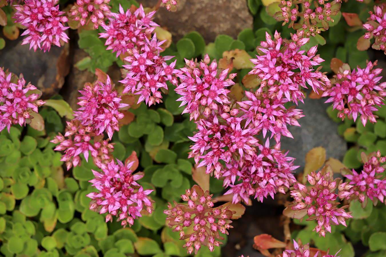 Image of Sedum spurium specimen.