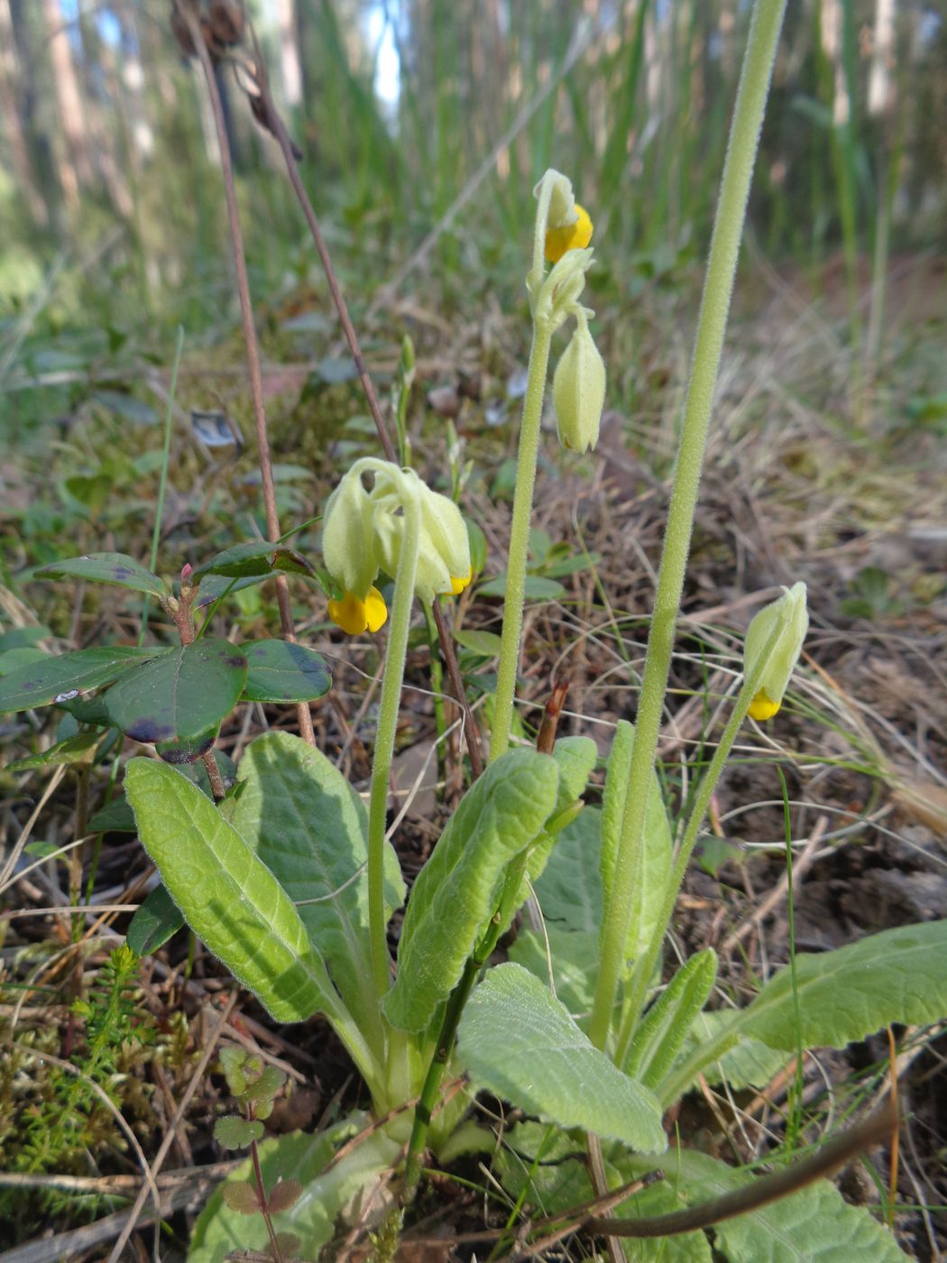 Image of Primula veris specimen.