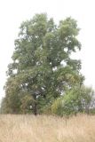 Populus × sibirica. Старое дерево. Костромская обл., Кологривский р-н, деревня Шаблово. 30 августа 2020 г.