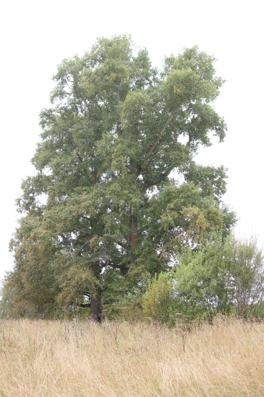 Изображение особи Populus &times; sibirica.