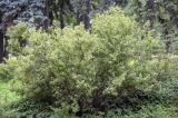 Dasiphora × friedrichsenii