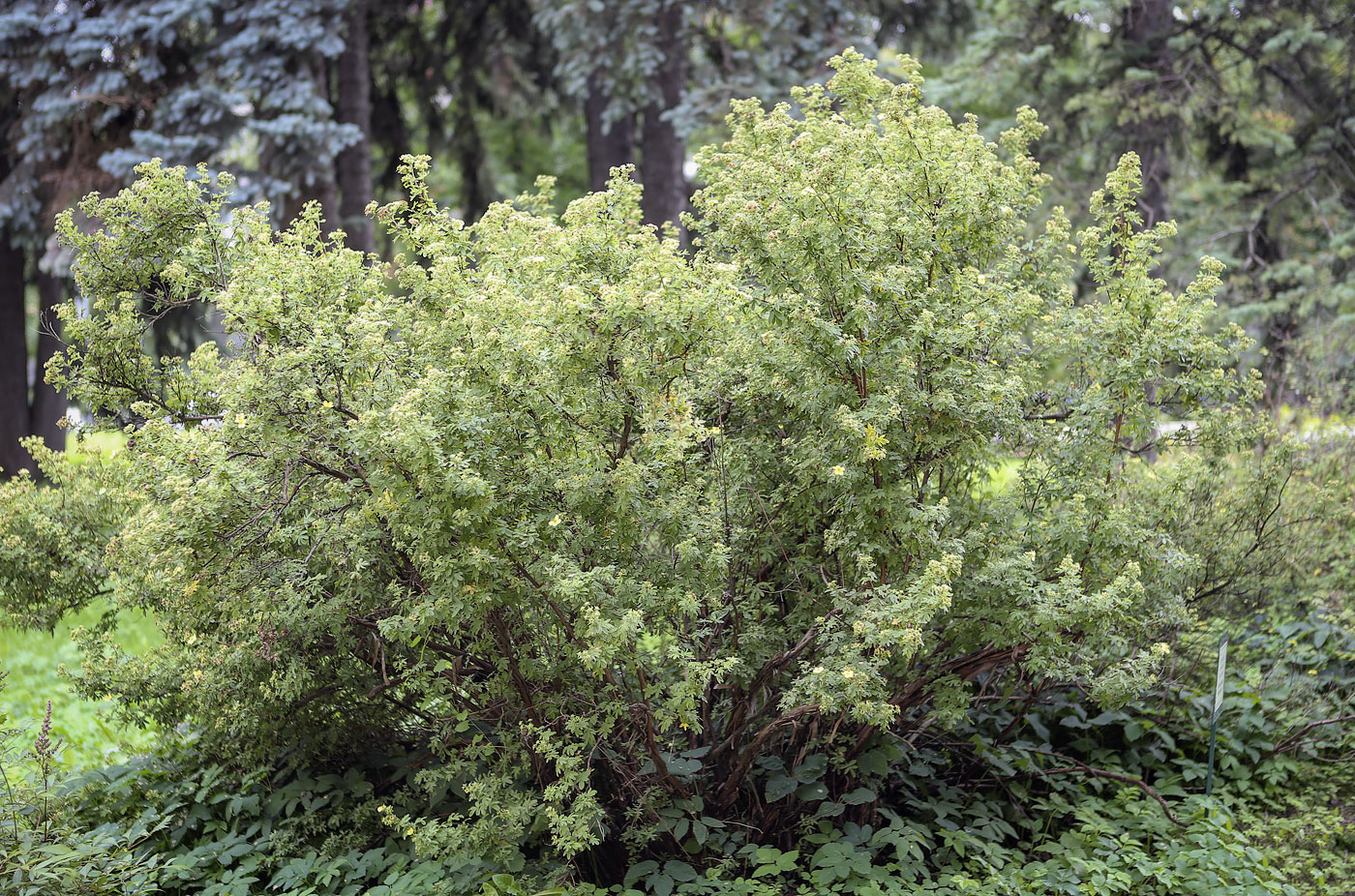 Изображение особи Dasiphora × friedrichsenii.