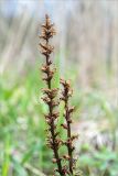 Orobanche pallidiflora. Верхушки сухих прошлогодних генеративных побегов. Ленинградская обл., Ломоносовский р-н, берег р. Шингарка, обочина дороги у границы смешанного леса. 17.05.2020.