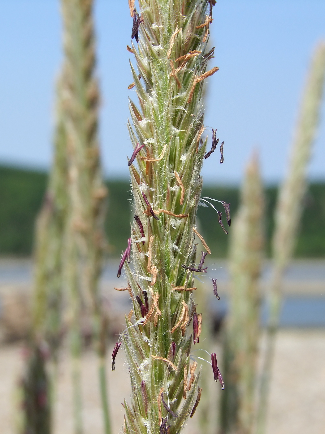 Image of Leymus mollis specimen.