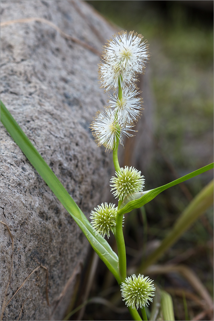 Image of Sparganium emersum specimen.