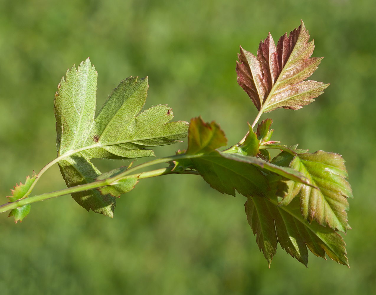 Image of Crataegus rhipidophylla specimen.