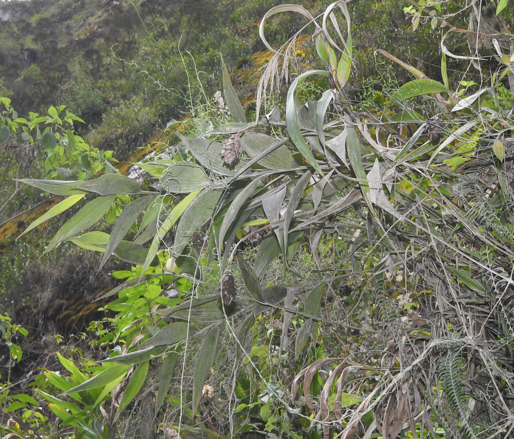 Image of Elleanthus capitatus specimen.