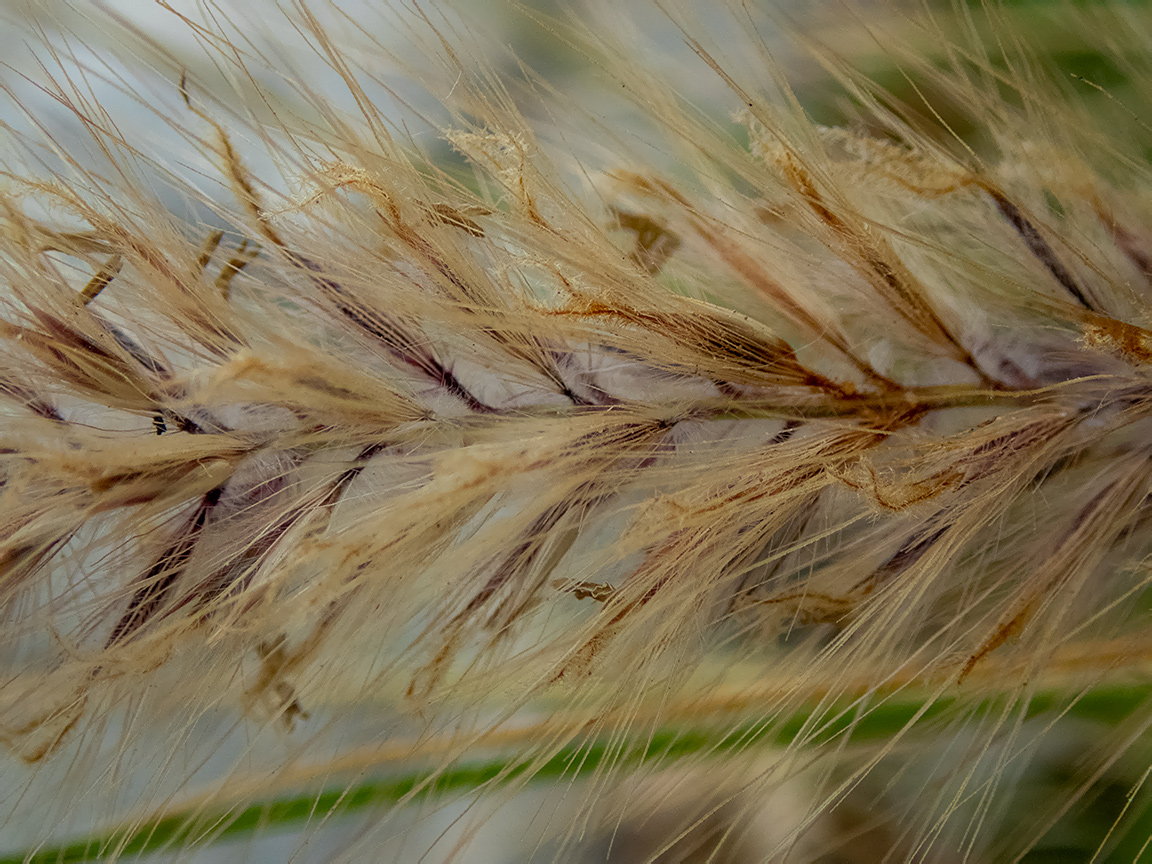 Изображение особи Pennisetum setaceum.