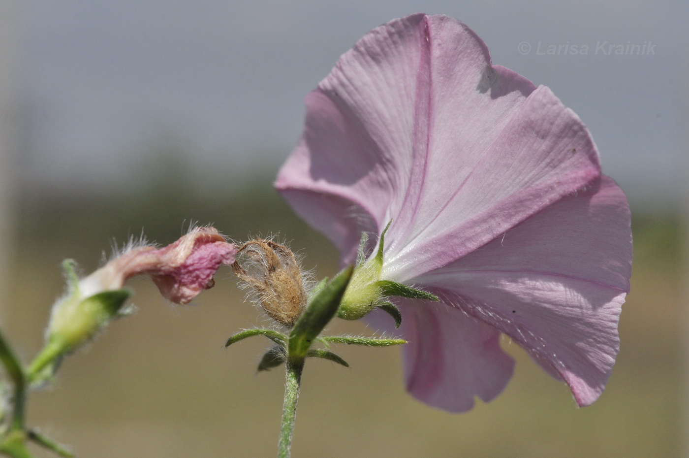 Изображение особи Convolvulus cantabrica.