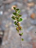 Betula rotundifolia