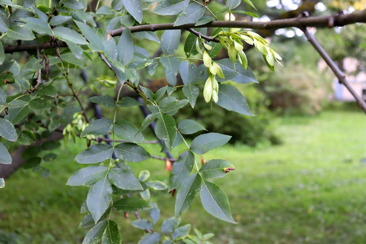 Image of Fraxinus oxycarpa specimen.