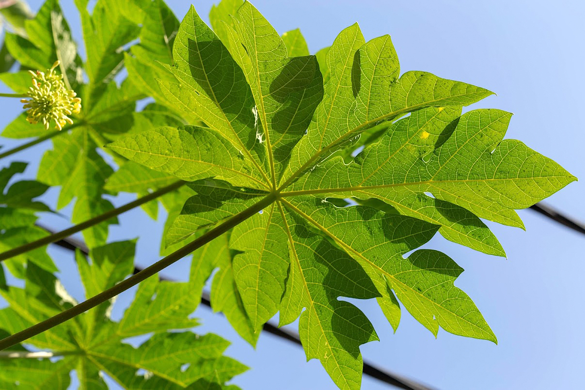 Image of Carica papaya specimen.