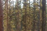 genus Pinus. Стволы и кроны взрослых деревьев. Израиль, лес Бен-Шемен. 04.07.2020.