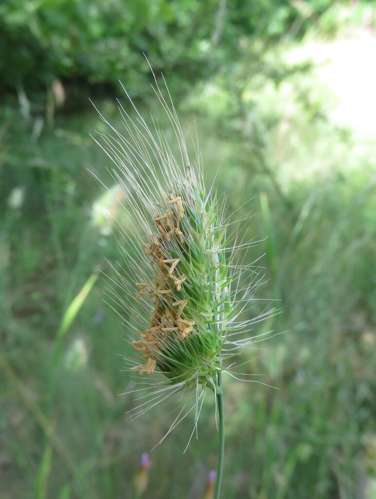 Изображение особи Cynosurus echinatus.