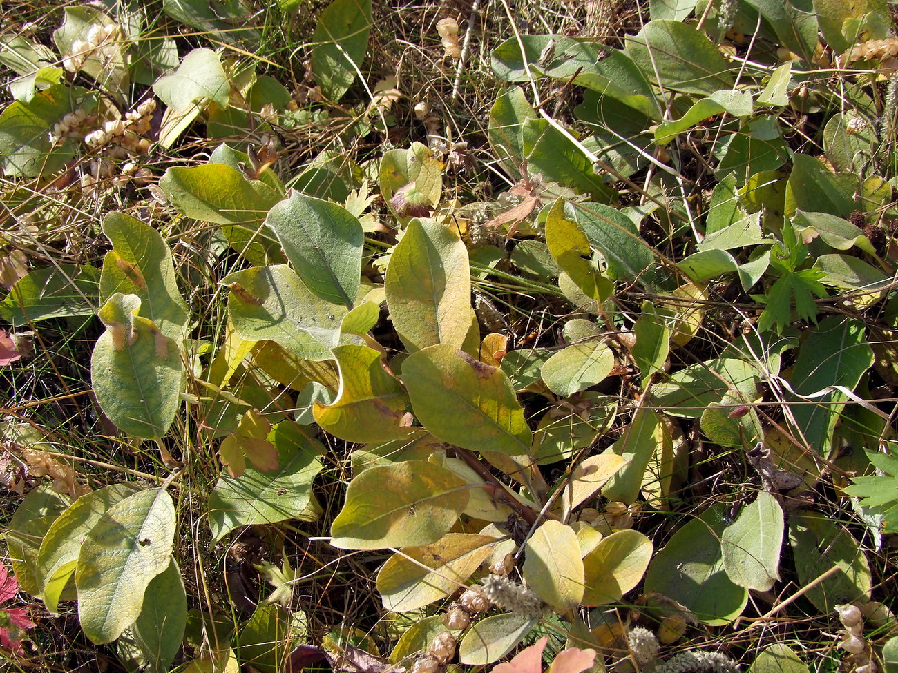 Image of Salix crassijulis specimen.