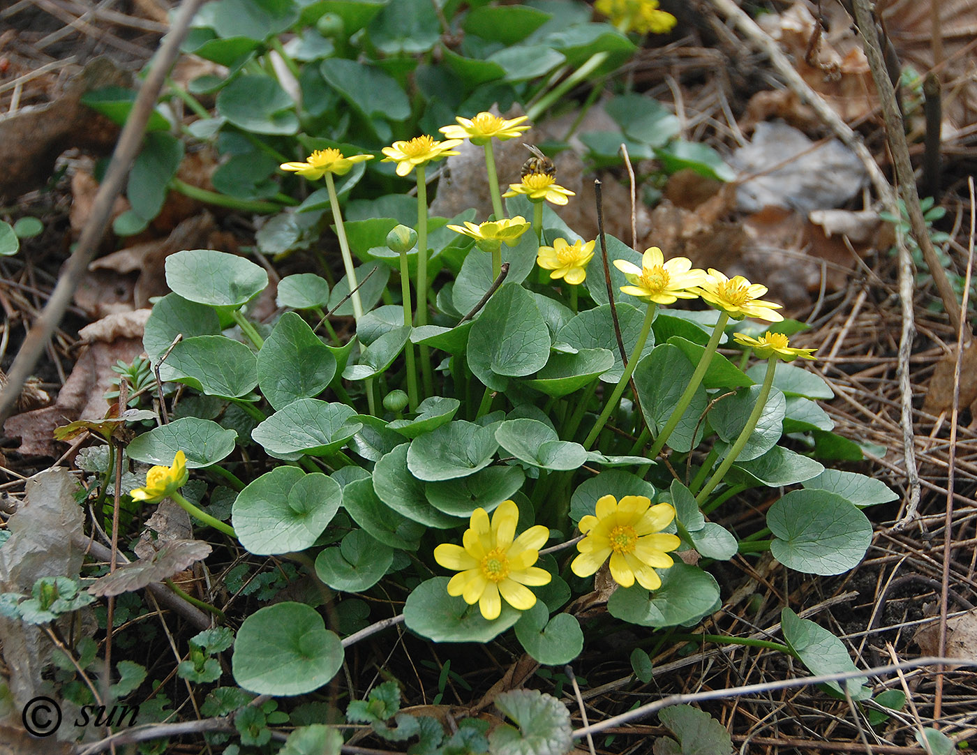 Image of Ficaria verna specimen.