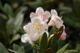 Rhododendron caucasicum