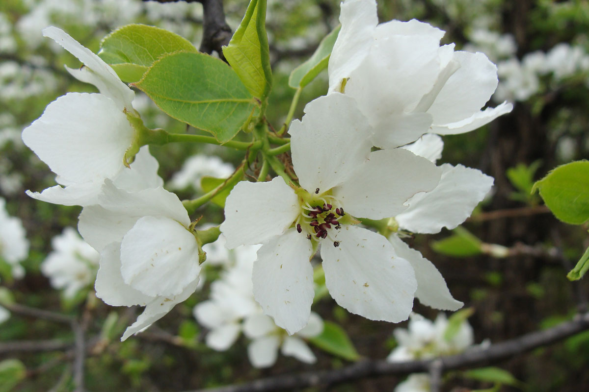 Изображение особи Pyrus ussuriensis.