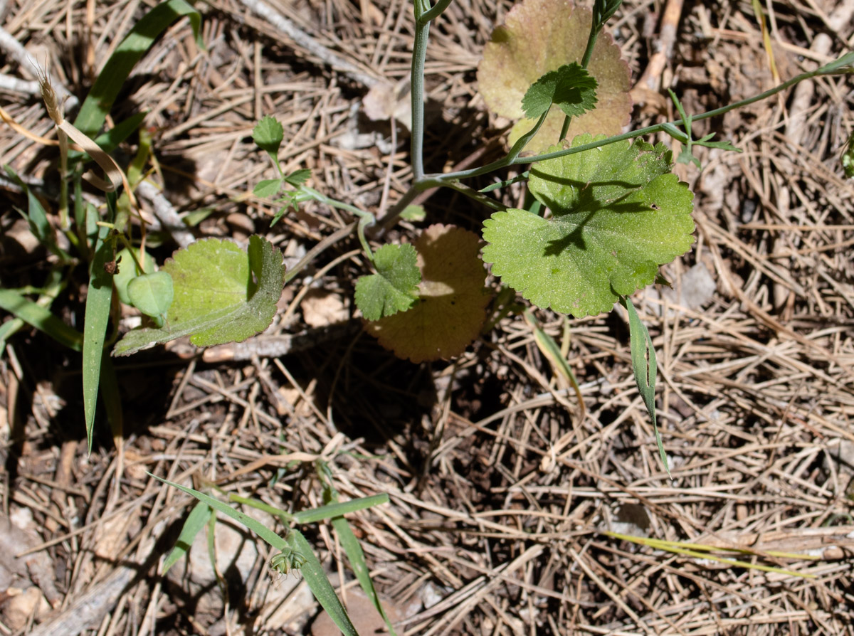 Image of Pimpinella cretica specimen.