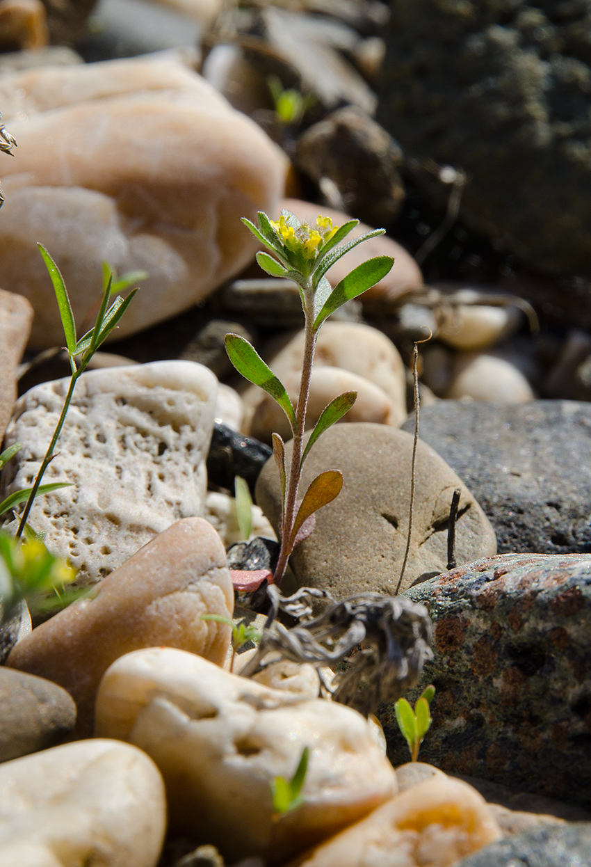 Image of genus Alyssum specimen.