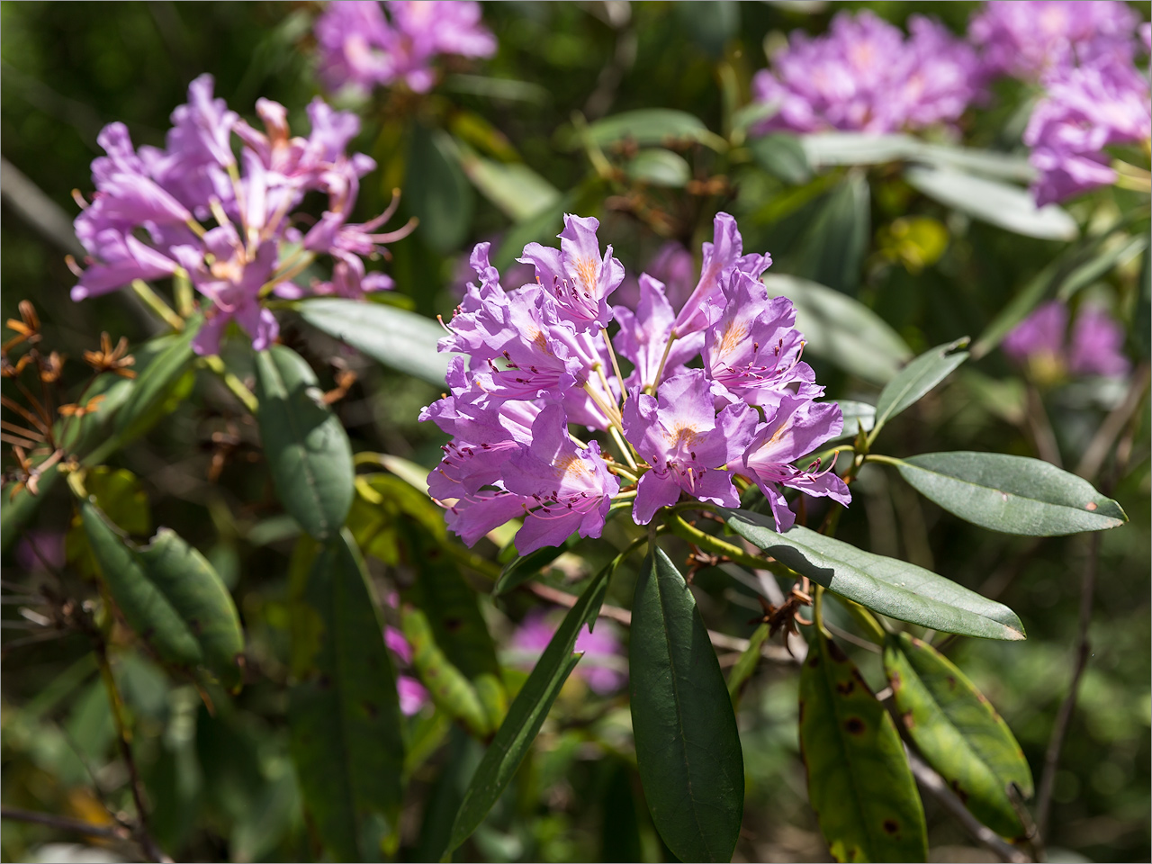 Image of Rhododendron ponticum specimen.