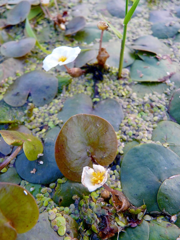 Image of Hydrocharis morsus-ranae specimen.