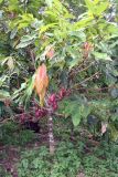 Theobroma cacao. Плодоносящее дерево. Папуа Новая Гвинея, регион Момасе, провинция Восточный Сепик, река Юэт, деревня Kanduanum. 27.08.2009.