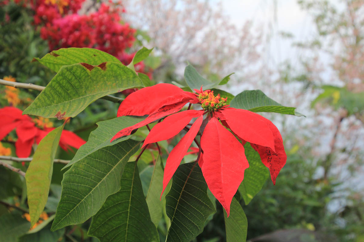 Image of Euphorbia pulcherrima specimen.