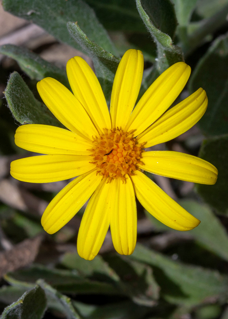 Image of Chrysanthemoides monilifera specimen.