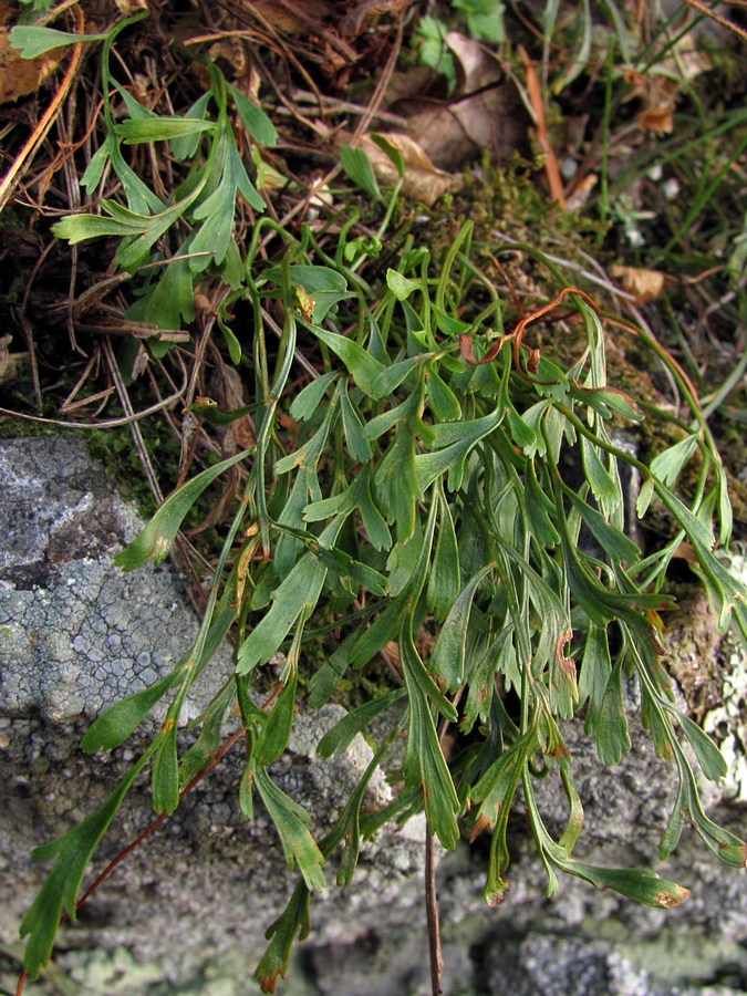 Image of Asplenium &times; alternifolium specimen.