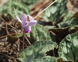 Cyclamen persicum