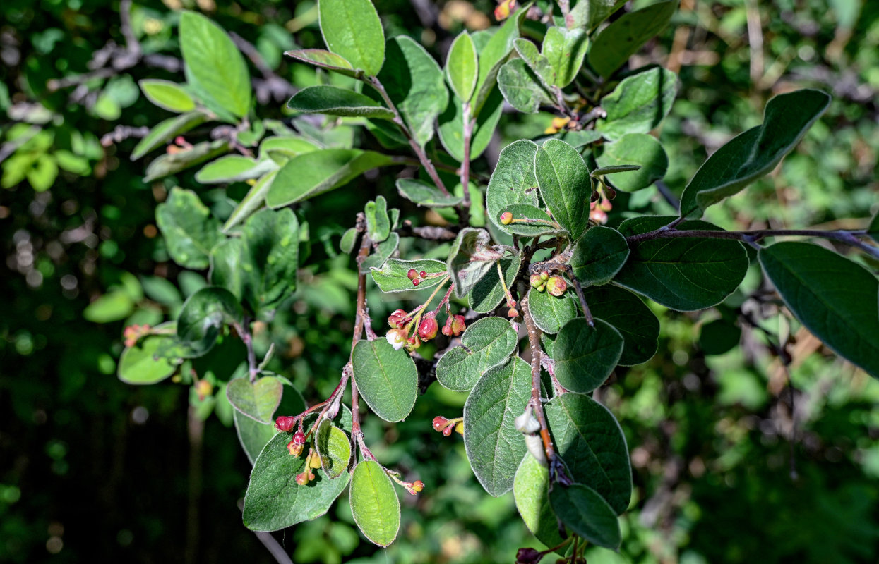 Изображение особи Cotoneaster melanocarpus.